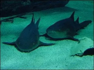 Quel est ce requin ?