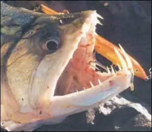 Quel est ce requin ?