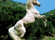Quiz Galop 2