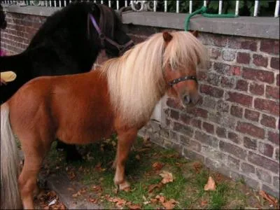 Quelle est cette race ?