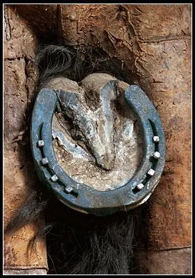 Comment s'appelle la partie triangulaire du sabot ?