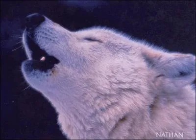 Que perd Loup dans le tome 3 ?