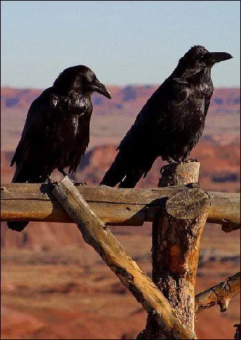 Quel sont les noms des deux corbeaux que rencontre Torak dans le tome 4 ?