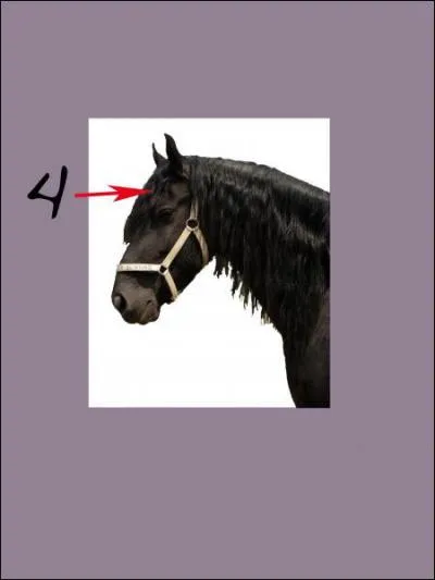 A quoi correspond le 4 sur la photo (sous la crinire) ?