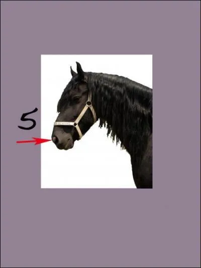 A quoi correspond le 5 sur la photo (entre les naseaux) ?