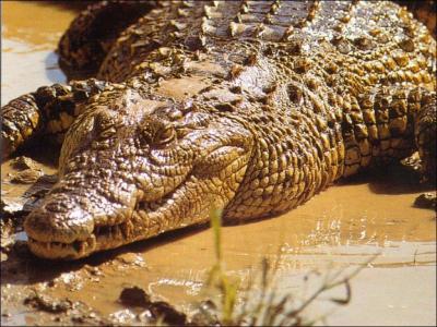 Les crocodiles sont-ils des reptiles ?