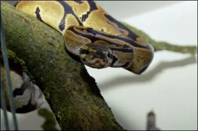 Le python royal a une esprance de vie de :