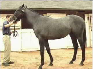 Quelle est la particularit de la robe de ce cheval ?