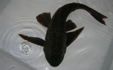 Quiz Aquariophilie