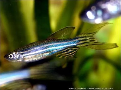 Comment s'appelle ce poisson ?