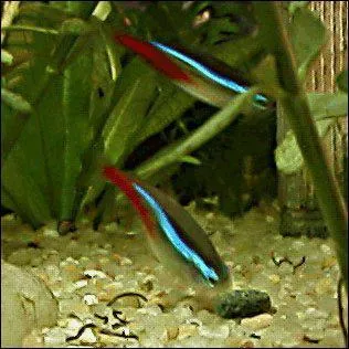 Comment s'appelle ce poisson ?