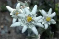 Quel nom porte cette fleur ?