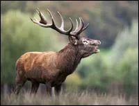 Comment s'appelle la femelle de cet animal ?