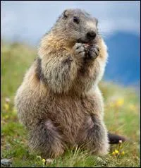 Quel est cet animal ?