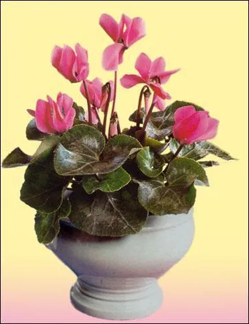 Quelle est cette plante fleurie ?