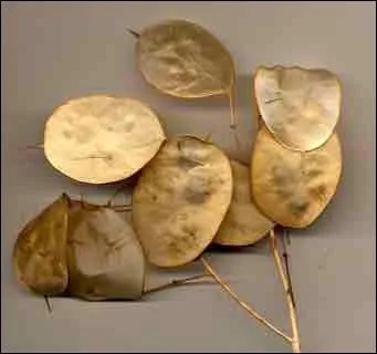 Quelle est cette plante appele aussi Lunaria ?