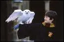 Quel est l'animal de Harry ?