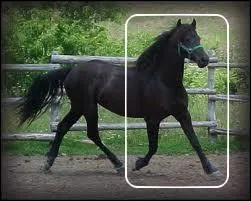 La partie entoure est :