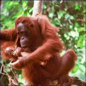 Quel est cet animal ?