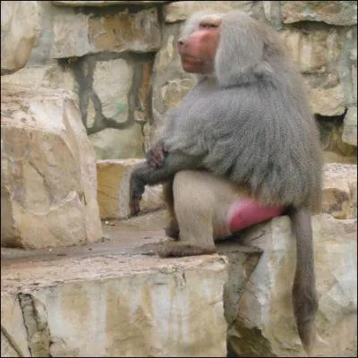 Quel est cet animal ?