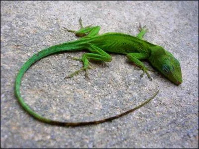 Quel est cet animal ?