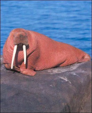 Quel est cet animal ?