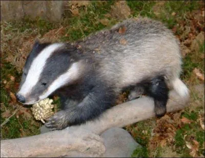 Quel est cet animal ?