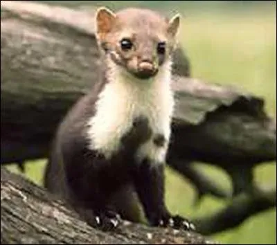 Quel est cet animal ?