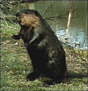 Quel est cet animal ?