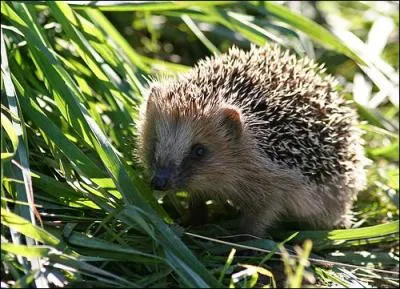 Quel est cet animal ?