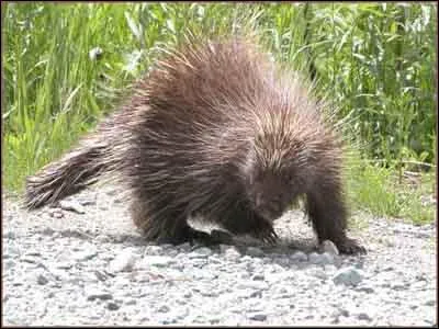 Quel est cet animal ?