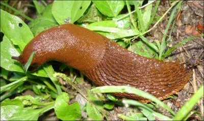 Quel est cet animal ?