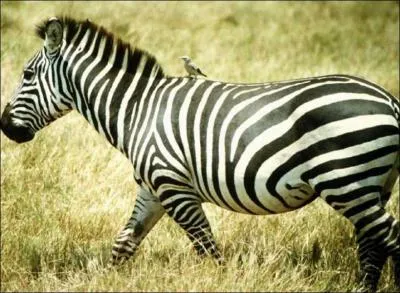 Quel est cet animal ?