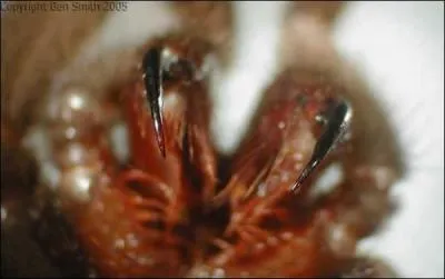 Ses crochets peuvent mesurer combien ?