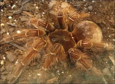 La mygale gante vit o ?