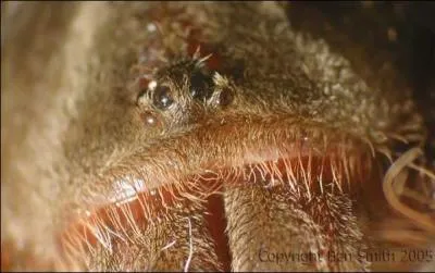 Quelle est la dure de vie d' une femelle ?