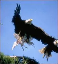 Comment s'appelle cet oiseau ?