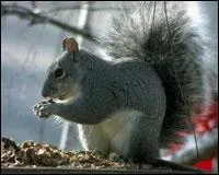 Quel est cet animal ?