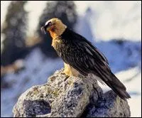 Quel est cet oiseau ?