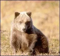 Comment s'appelle cet animal ?