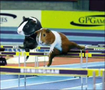 Les Animaux au J. O. Quelle est cette discipline olympique ( athltisme) ?