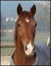 Quelle est la race de ce cheval ?