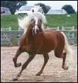Quelle est la race de ce cheval ?