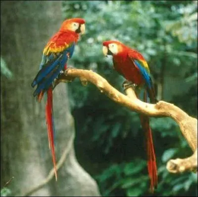 Quel est cet animal menac� ?