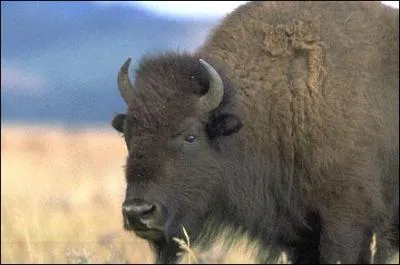 Quel est cet animal menac� ?