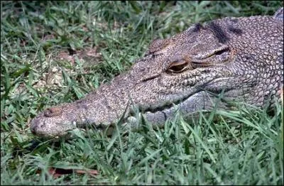 Quel est cet animal menac� ?