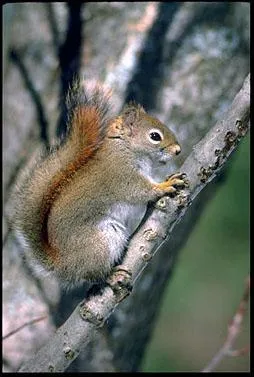 Quel est cet animal menac� ?