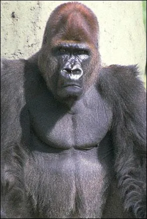 Quel est cet animal menac� ?