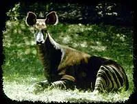 Quel est cet animal menac ?