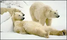 Quel est cet animal menac ?